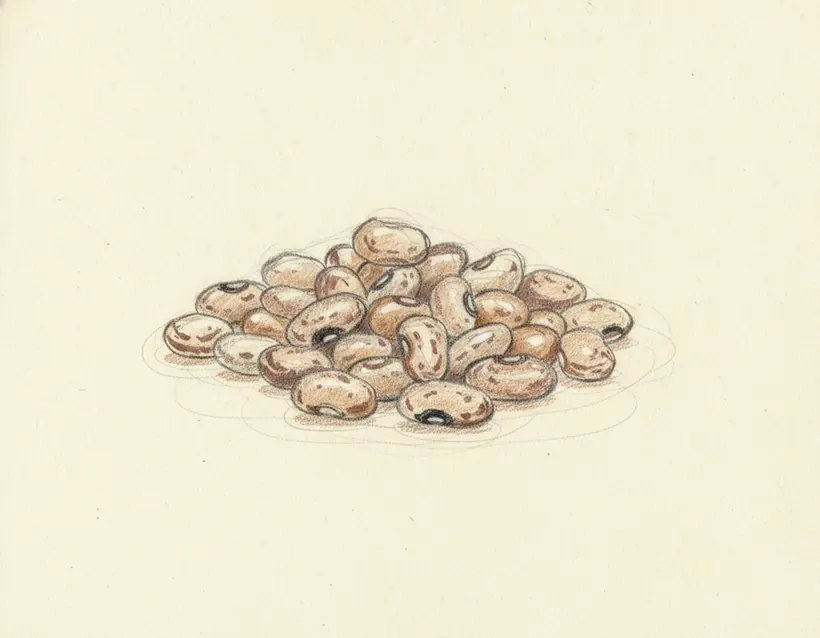 Fagiolina del Trasimeno